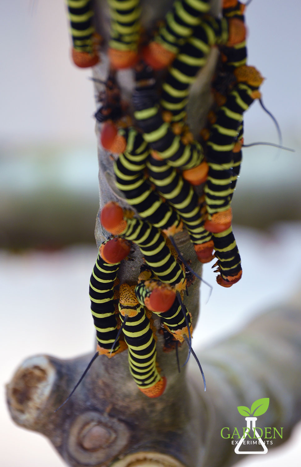 Frangipani hornworm caterpillars on a tree limb