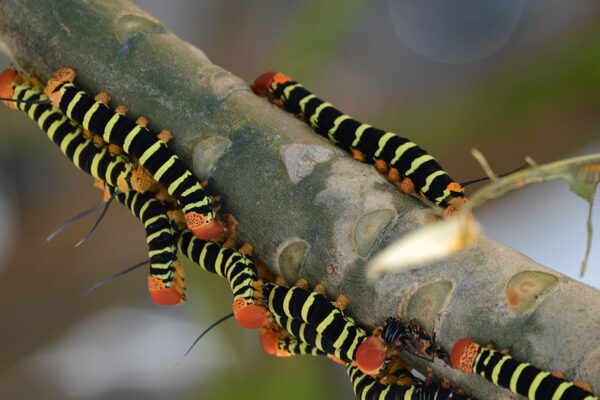 Frangipani hornworm moth caterpillars on a Plumeria tree