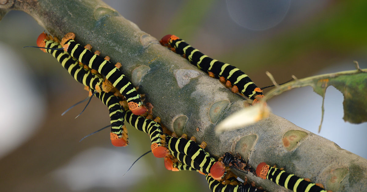 Frangipani hornworm moth caterpillars on a Plumeria tree