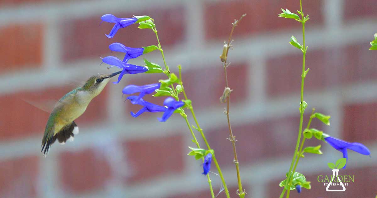 Hummingbird feeding on blue salvia flower