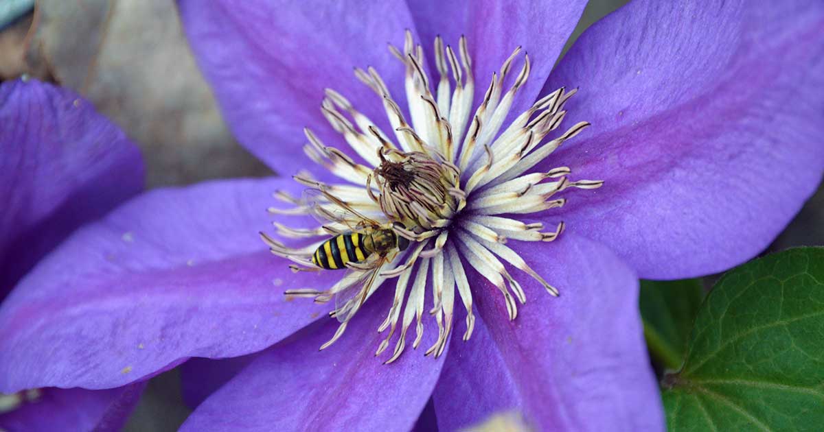 Hover Fly on a Purple Clematis Flower