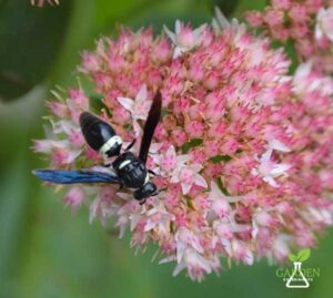 Wasp feeding on a sedum flower