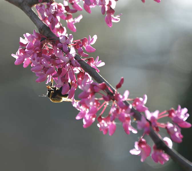 Bee feeding on redbud flowers