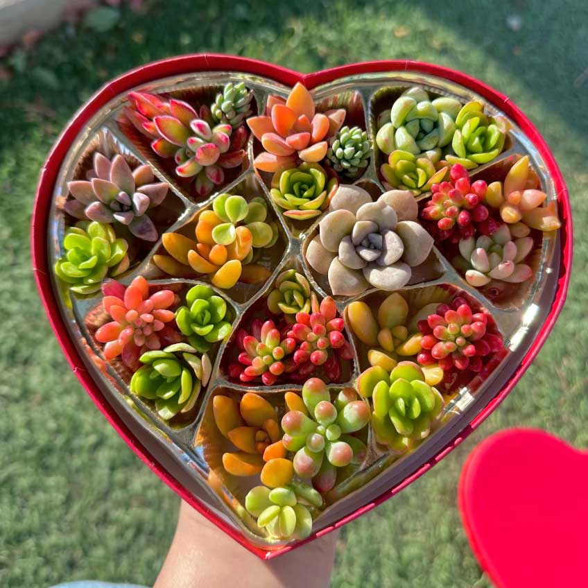 Heart-shaped box full of succulent cuttings