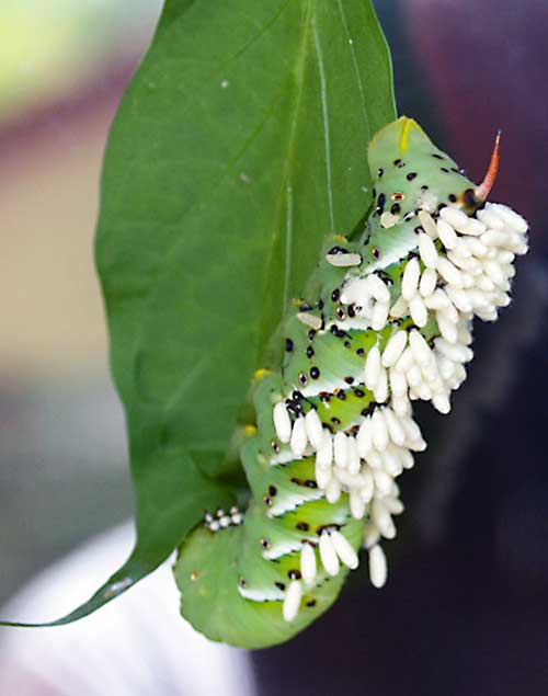 Green tobacco hornworm showing the cocoons of the wasp covering its skin