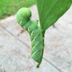 Large green tobacco hornworm caterpillar hanging off of a green leaf