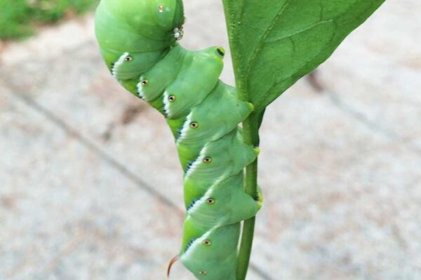Large green tobacco hornworm caterpillar hanging off of a green leaf
