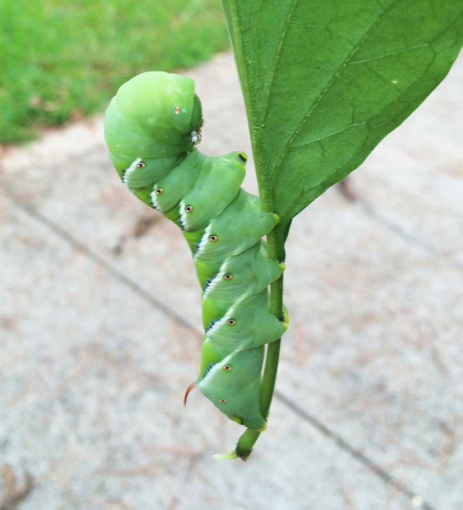 Tobacco Worms On Tomato Plants