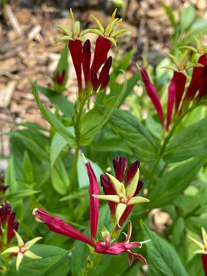 Indian pink flowers