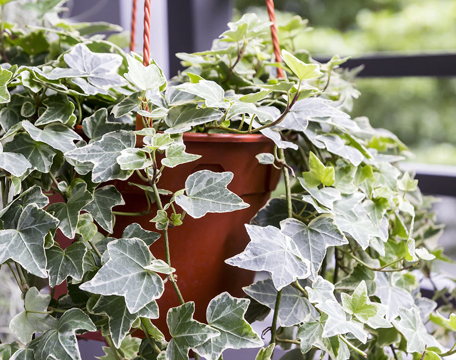 English Ivy in a Hanging Pot