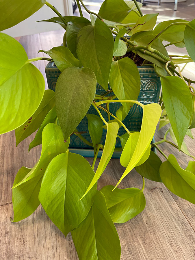 Devil's Ivy or Goldon Pothos