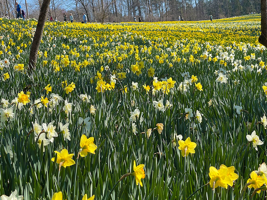 Daffodil fields at Gibbs Gardens