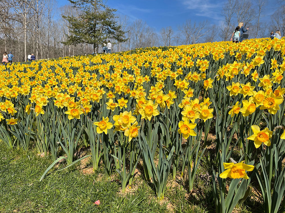 Hundreds of daffodils