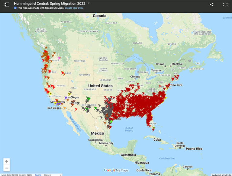 2022 Hummingbird Migration