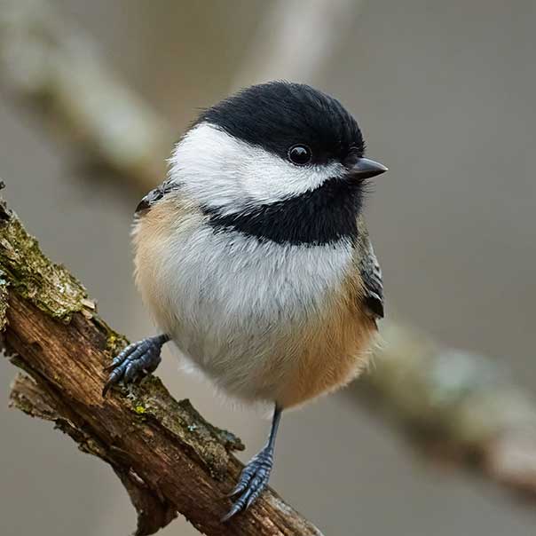 Black capped chickadee