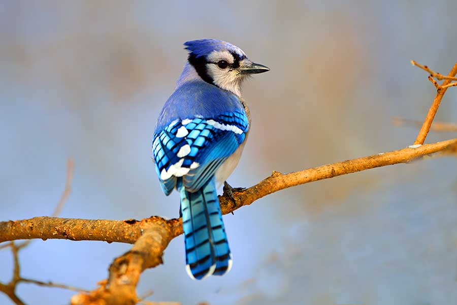 Blue Jay, a monomorphic bird species, sitting on a branch