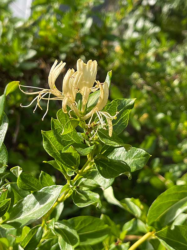 Japanese honeysuckle flowers