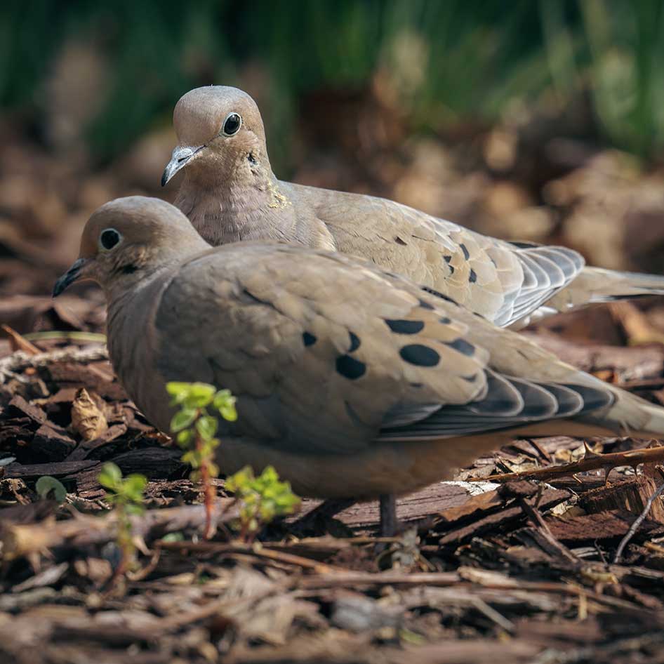 Mourning doves