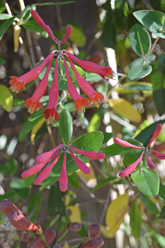 Native coral honeysuckle growing on an arbor 