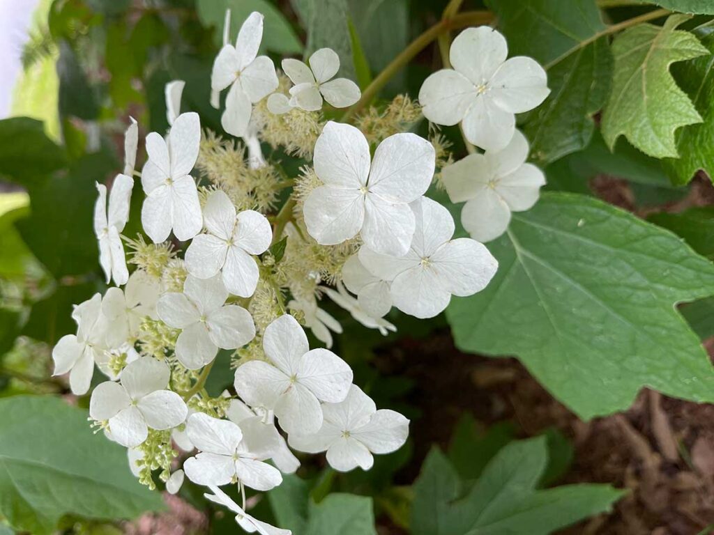 Oak leaf hydrangea blooming in the shade garden