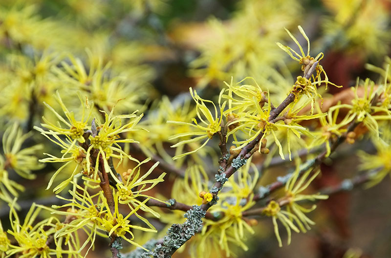Yellow flowers of witch hazel, a native shrub for fall color