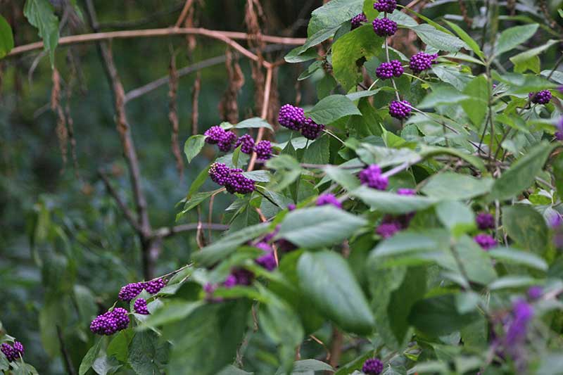 Shrub with clusters of bright purple berries that are produced in fall