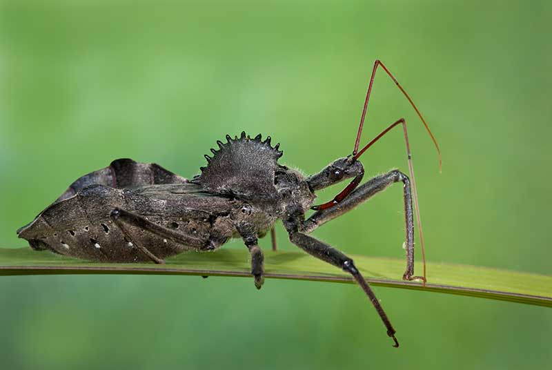 Wheel bug on a leaf showing its wheel-like body part on its back and the large proboscis extruding from its mouth
