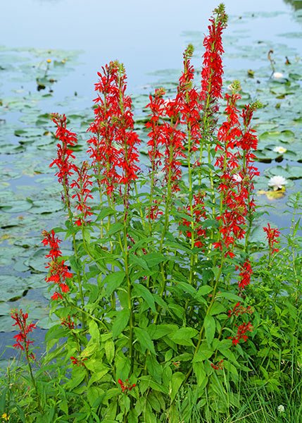 Bright red flower spikes of cardinal flower blooming along the edge of a pond.