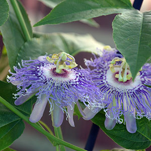 two flowers of the purple passionflower vine