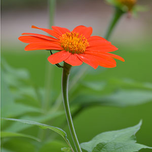 A bright orange Mexican sunflower