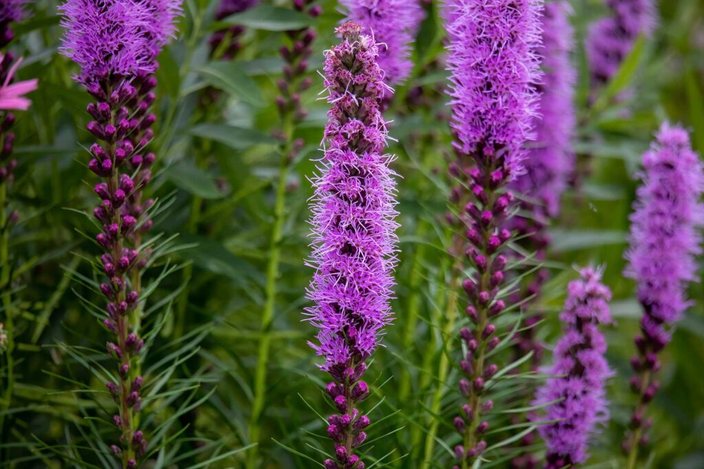 Purple flowers on stalks of blazing star