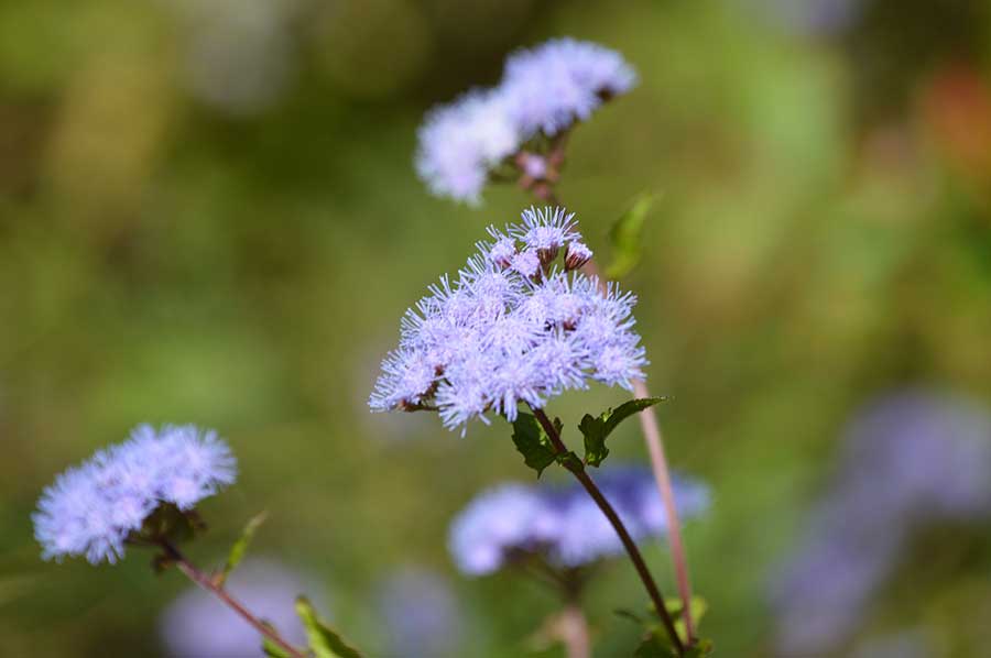 Fuzzy purple flowers of the blue mistflower blooming in October