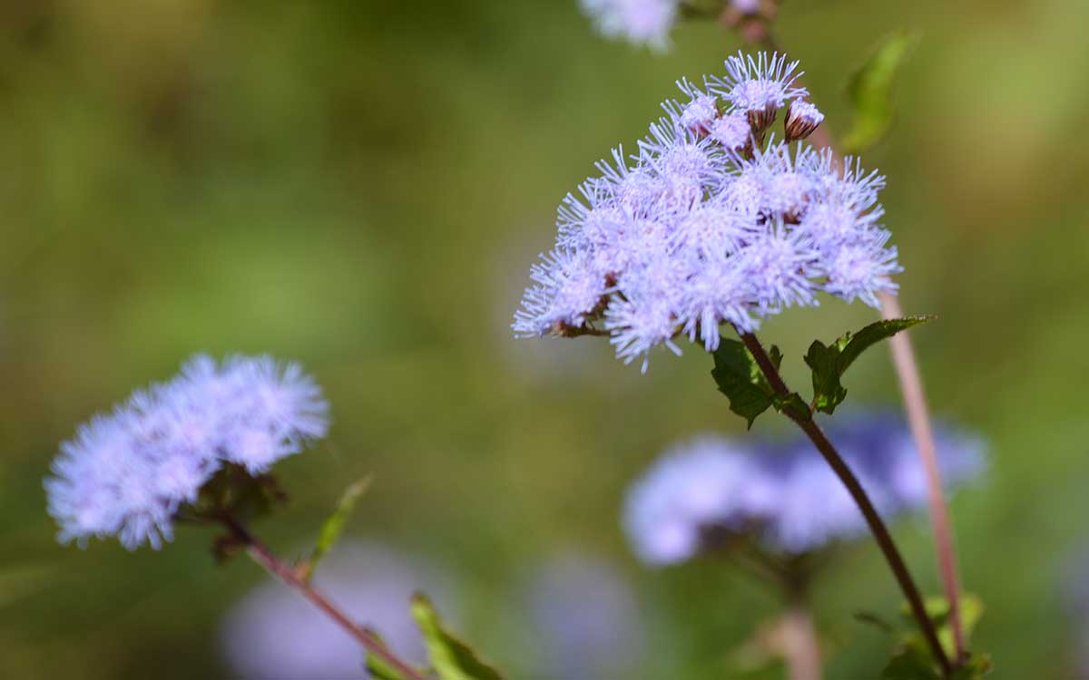 How to Grow Blue Mistflower Get Lavender Flowers in the Fall