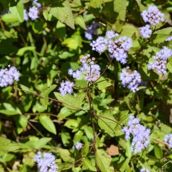 Cluster of blue mistflower lavender flowers