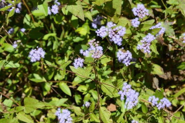 Cluster of blue mistflower lavender flowers