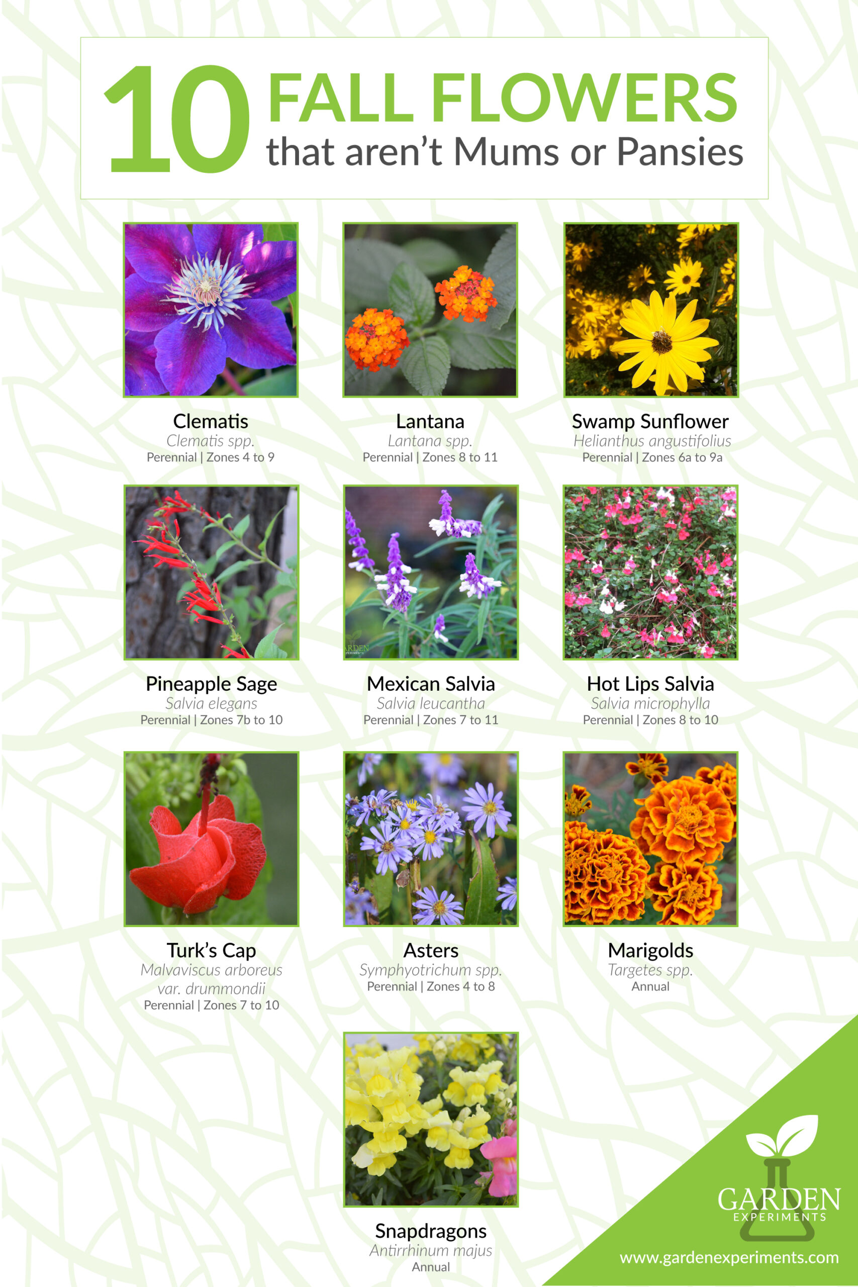 10 Fall Flowers that aren't mums or pansies infographic