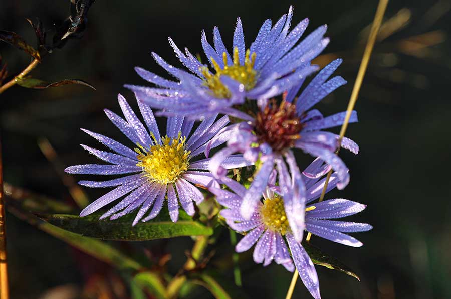 Purple flowers of the Georgia aster, a native fall-blooming perennial