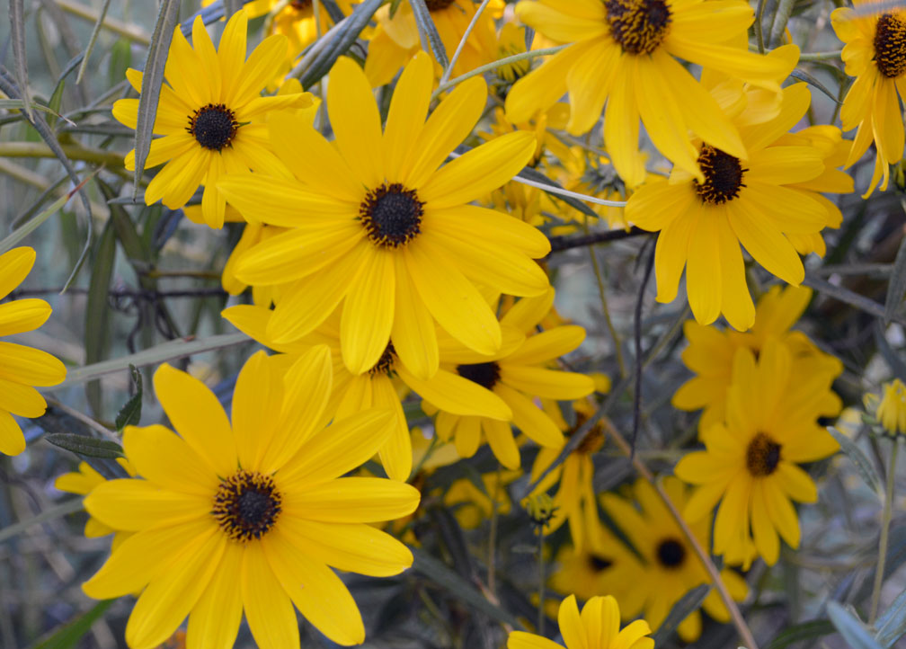 Bright yellow flowers with a dark brown center of the swamp sunflower (Helianthus angustifolius)
