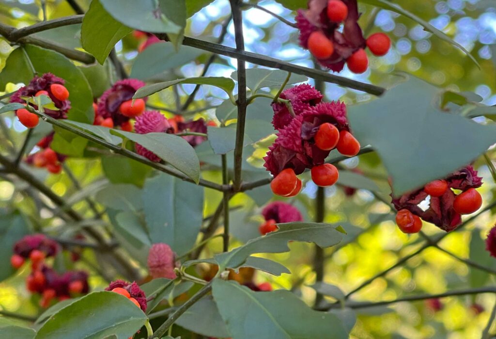Red and orange berries of strawberry bush add fall color