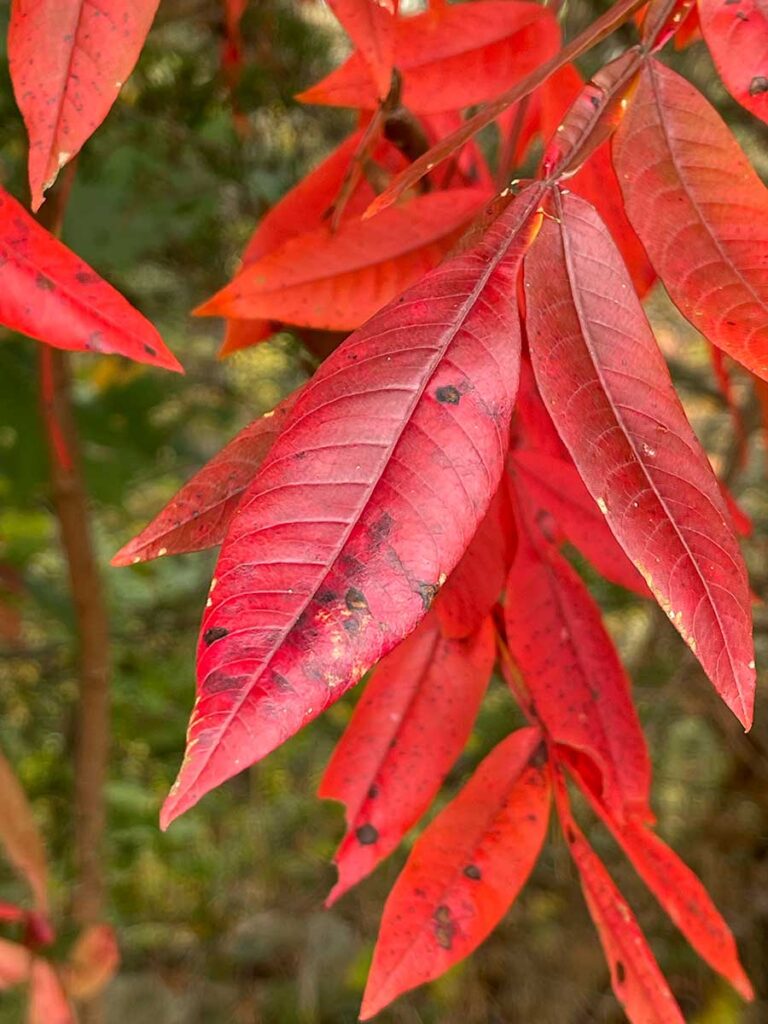 Red leaves of winged sumac add fall color