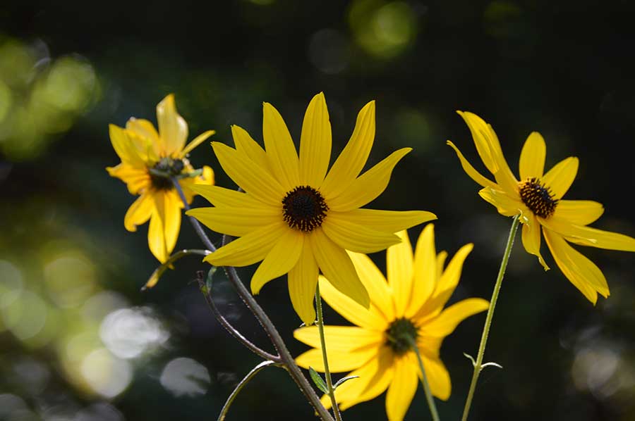 Bright yellow cluster of flowers on a swamp sunflower plant blooming in October