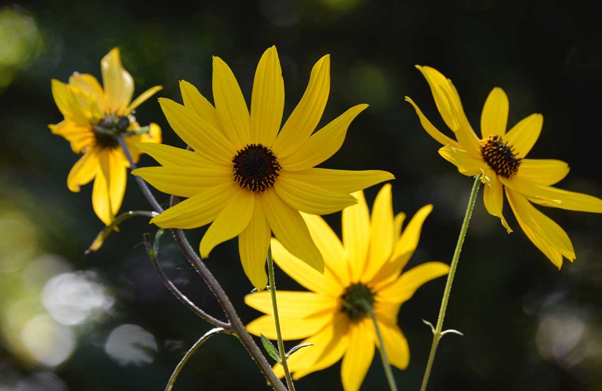 How to Grow and Care for Swamp Sunflower Helianthus angustifolius