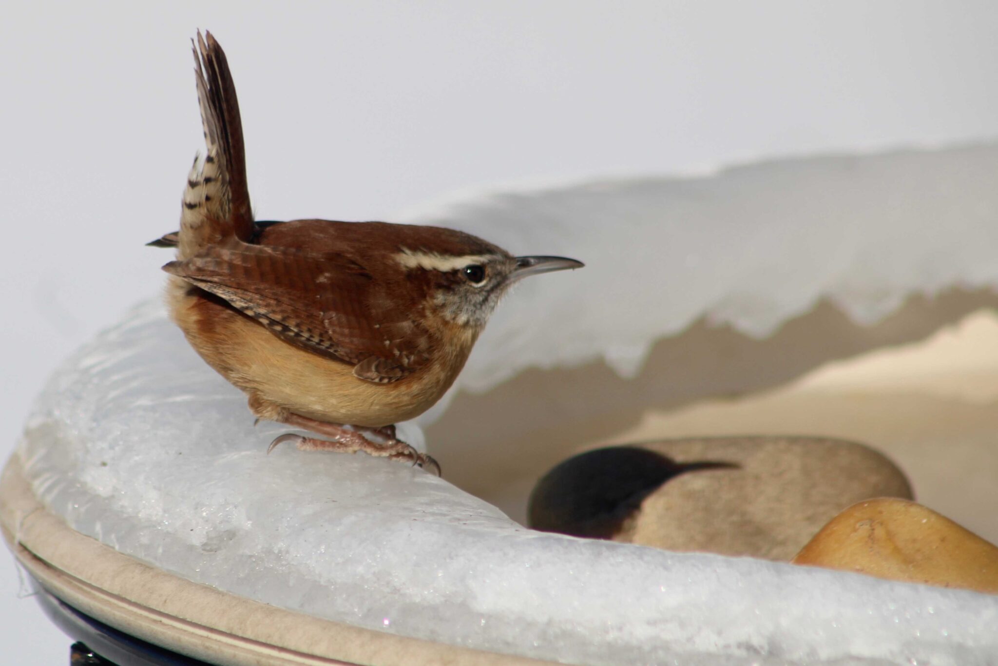 Bird Baths in Winter How to Unfreeze Your Bird Bath
