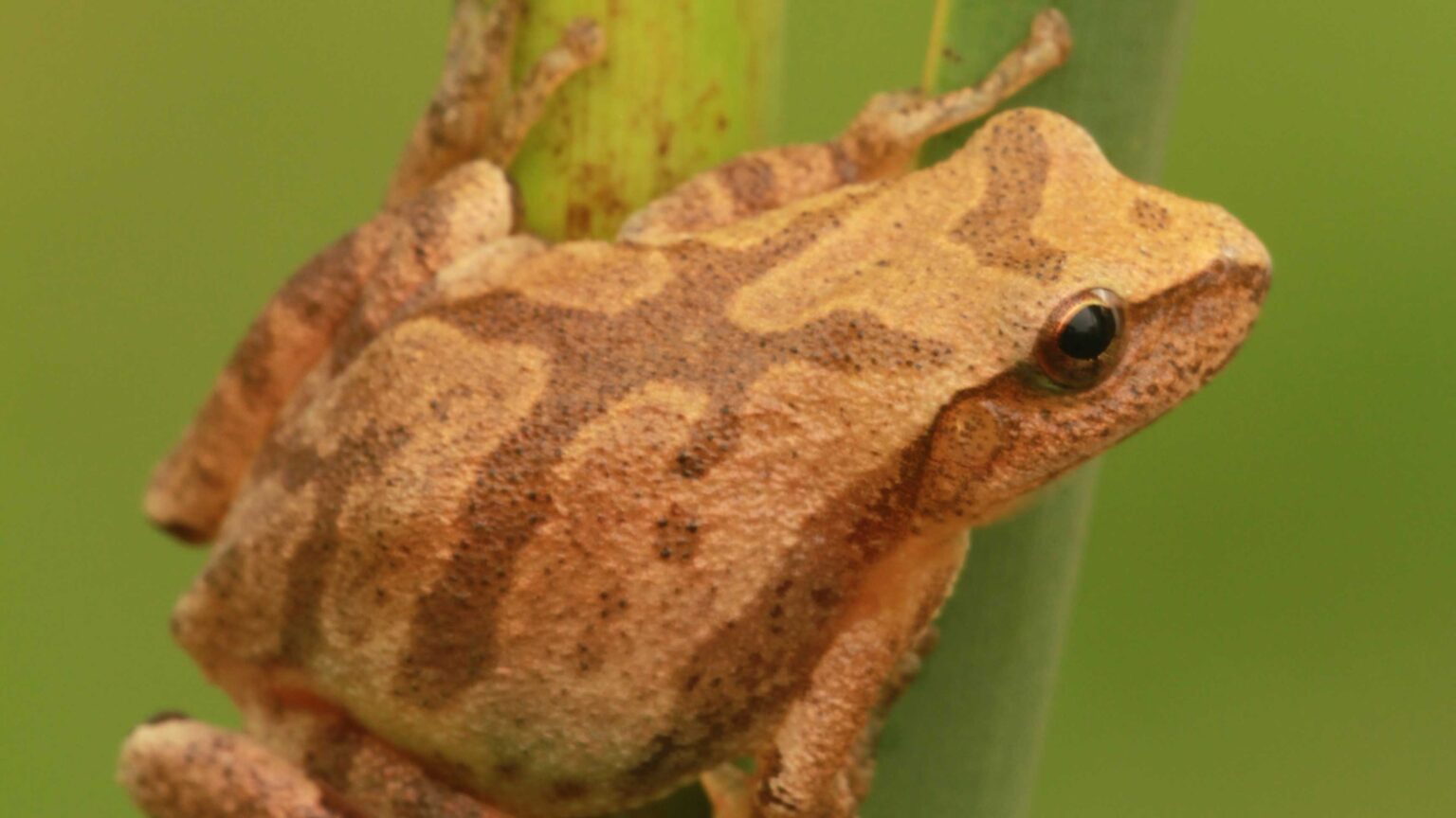 How Do Frogs Survive in Winter? By Freezing!