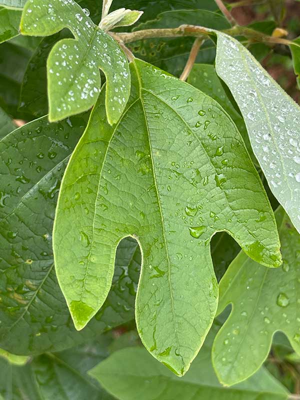 Tri-lobed leaf of Sassafras albidum