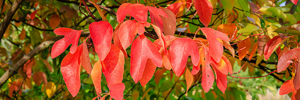 Sassafras tree leaves in fall with a deep red color