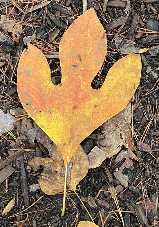 Yellow sassafras leaf on the forest floor