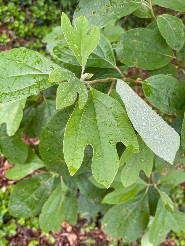 Sassafras tree leaves