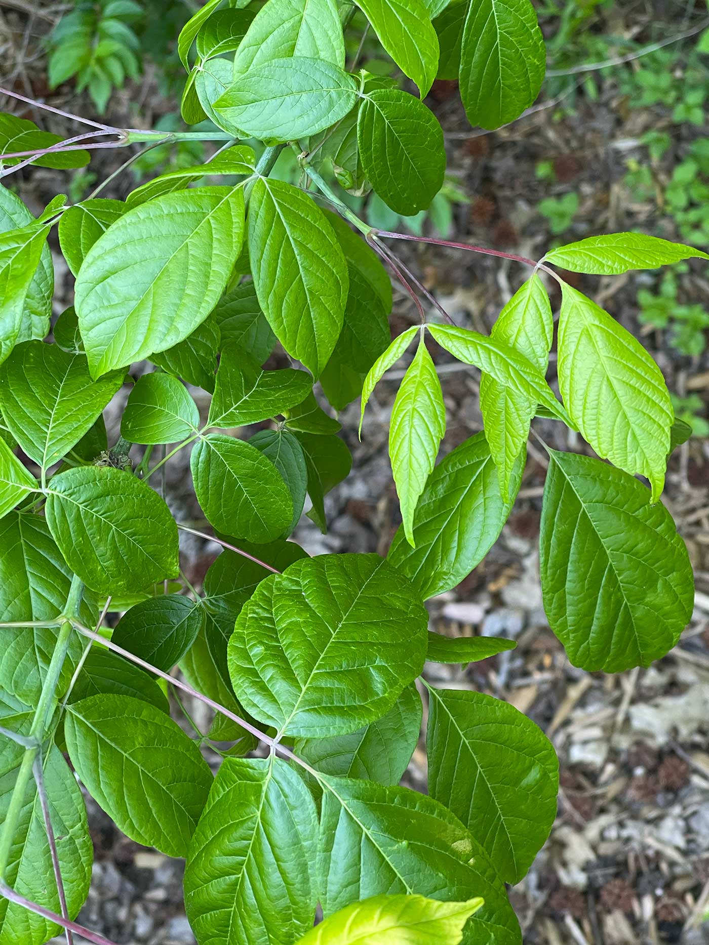 is-this-poison-ivy-how-to-tell-boxelder-from-poison-ivy