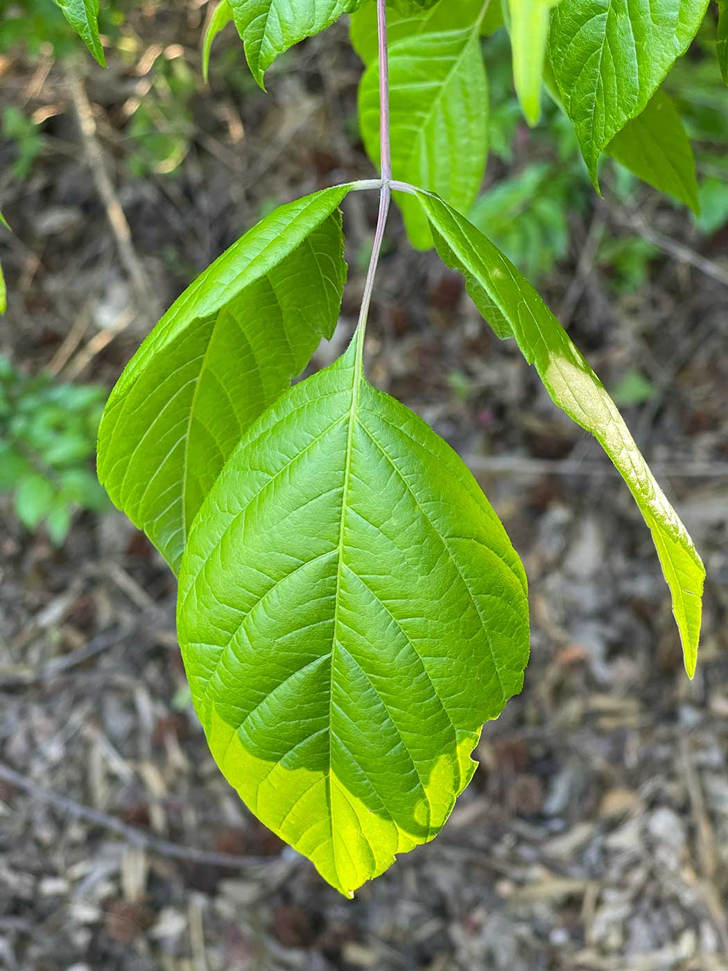 How to Tell Boxelder Apart from Poison Ivy
